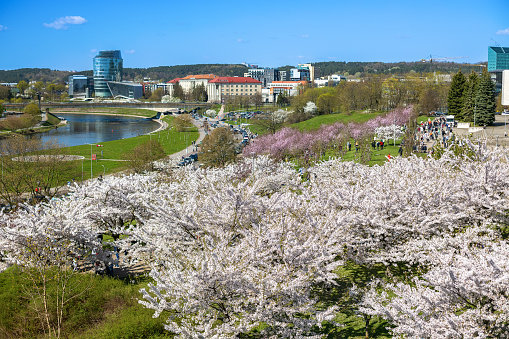 Beautiful view of a blooming Sugihara sakura park in Vilnius, a capital of Lithuania. A picturesque scene for visitors to enjoy during the spring season