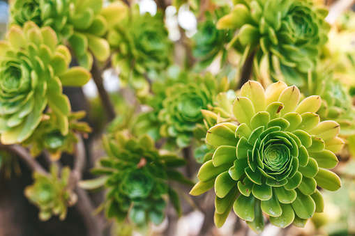 An Aeonium plant in the garden, revealing a captivating succulent with a well-defined rosette and rich green foliage