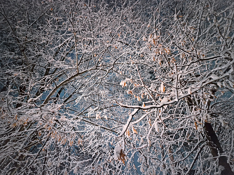 Winter night scene with an abstract view to the snow covered trees branches after a snowstorm. Natural snowy texture background