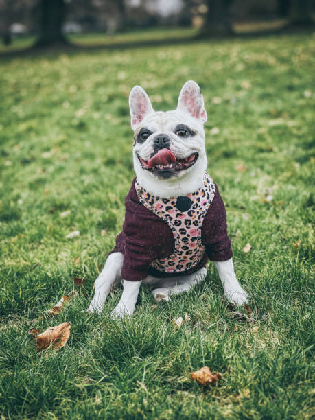 istock French Bulldog in winter jumper 1954778196