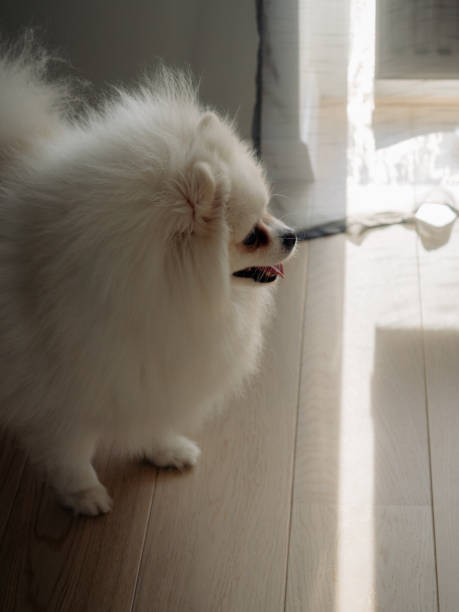 istock White fluffy spitz dog close up 1954787991