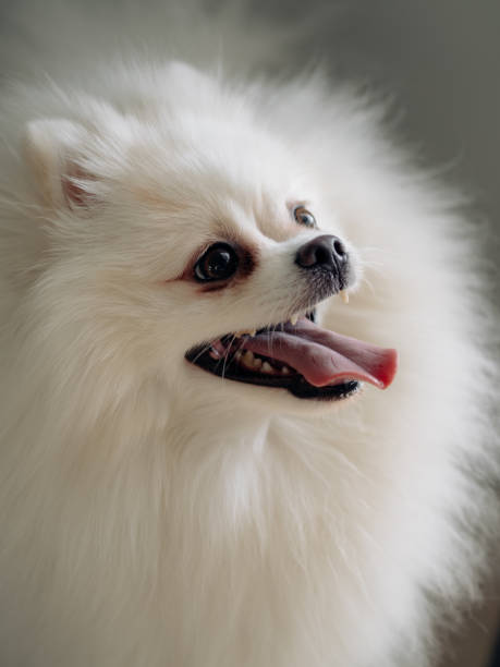 istock White fluffy spitz dog close up 1954791802
