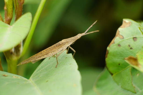istock Close-up of grasshopper lying on leaf - Caelifera 1954793368