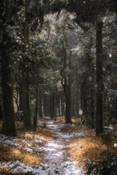 istock Sunlit Snowfall in the Enchanted Forest 1954794436