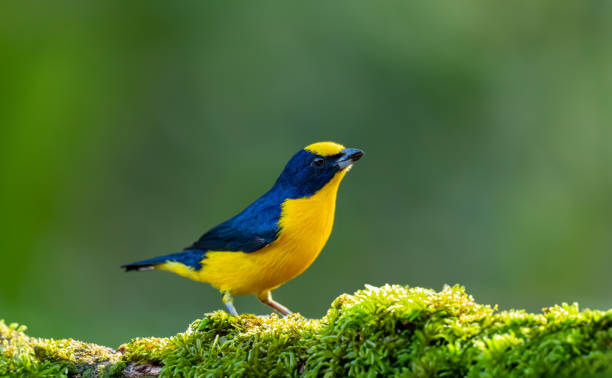 Thick-billed euphonia (Euphonia laniirostris). Rio Negro, Antioquia Columbia