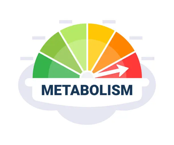 Vector illustration of Metabolic Rate Evaluation Scale Vector Illustration with Color Coded Metabolism Indicator Zones