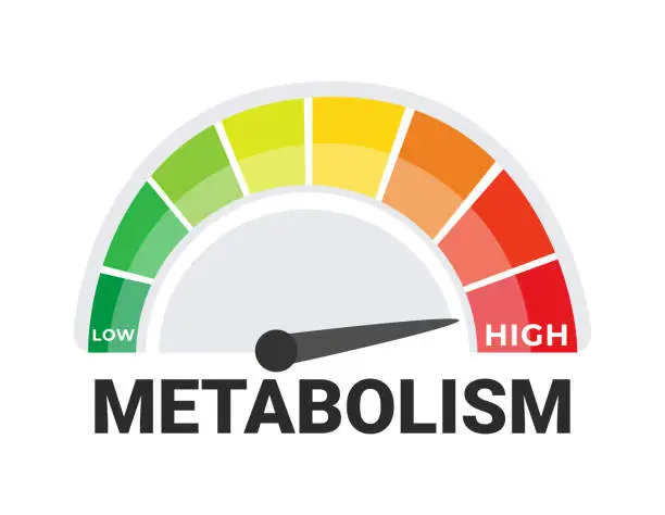 Vector illustration of Metabolic Rate Measurement Concept with a Vivid Metabolism Meter Indicating Levels from Low to High