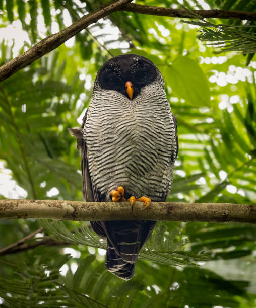 istock Black and White Owl in Costa Rica 1954807554