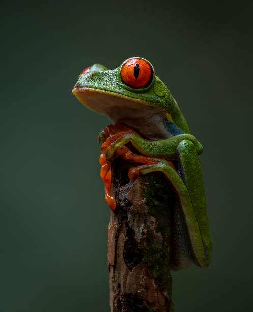 istock Red-eyed Tree Frog in Costa Rica 1954809251