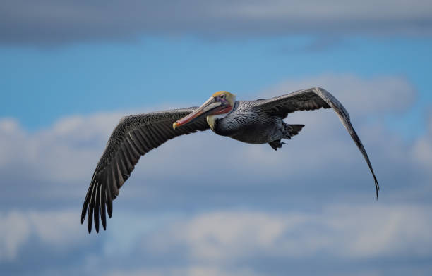 istock Pelican in Florida 1954811358
