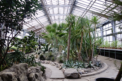 Moscow, Russia - December, 2023: tropical plants thrive in Ostankino Conservatory amid winter