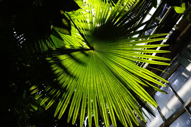 Selective focus on a Butia capitatata, also known as Jelly Palm green leaf. Beautiful tropical flora texture and pattern.