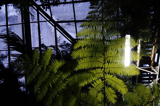 Moscow, Russia - December, 2023: tropical plants thrive in Ostankino Conservatory amid winter