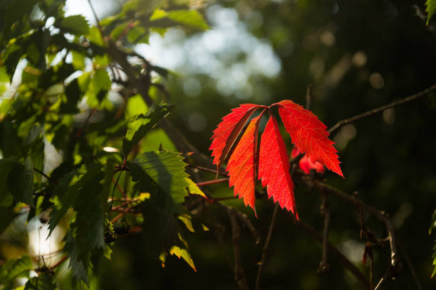 Wild grapes are often used to decorate fences and houses. The leaves of this plant are very beautiful and lush, especially in autumn - they acquire a bright red color