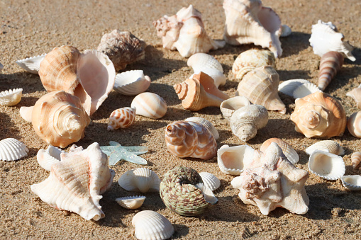 Stock photo showing close-up, elevated view of seashells with a starfish on sandy beach background.