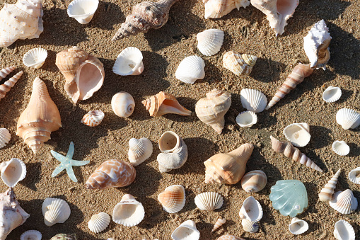 Stock photo showing close-up, elevated view of seashells with a starfish on sandy background.