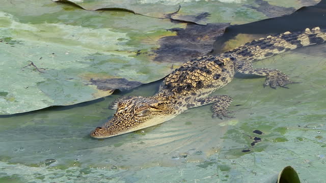 Young Siamese Crocodile in nature.