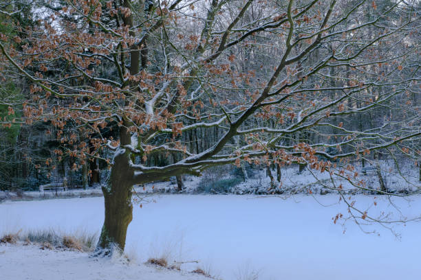 istock Tree with dead leaves in the winter atmosphere 1954851330