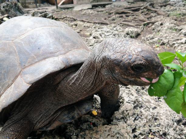 istock A giant turtle touches a leaf with its tongue 1954859459