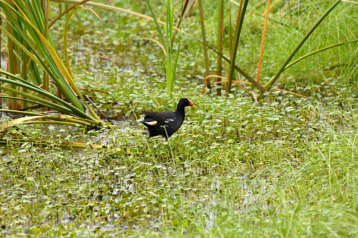 Common Moorhen.
The common moorhen (Gallinula chloropus), also known as the waterhen or swamp chicken, is a bird species in the rail family (Rallidae). It is distributed across many parts of the Old World.

The common moorhen lives around well-vegetated marshes, ponds, canals and other wetlands. The species is not found in the polar regions or many tropical rainforests. Elsewhere it is likely the most common rail species, except for the Eurasian coot in some regions.

The closely related common gallinule of the New World has been recognized as a separate species by most authorities, starting with the American Ornithologists' Union and the International Ornithological Committee in 2011.