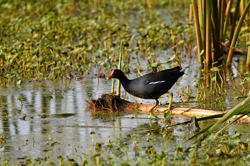Common Moorhen.\nThe common moorhen (Gallinula chloropus), also known as the waterhen or swamp chicken, is a bird species in the rail family (Rallidae). It is distributed across many parts of the Old World.\n\nThe common moorhen lives around well-vegetated marshes, ponds, canals and other wetlands. The species is not found in the polar regions or many tropical rainforests. Elsewhere it is likely the most common rail species, except for the Eurasian coot in some regions.\n\nThe closely related common gallinule of the New World has been recognized as a separate species by most authorities, starting with the American Ornithologists' Union and the International Ornithological Committee in 2011.