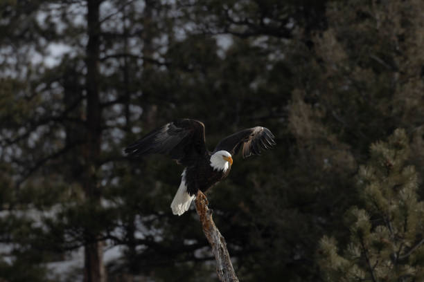 Bald Eagle searching for its prey.
