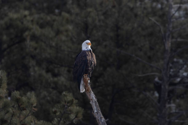 Bald Eagles of 11 Mile Canyon in wintertime