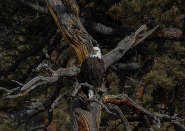 istock Bald Eagles of 11 Mile Canyon 1954861038