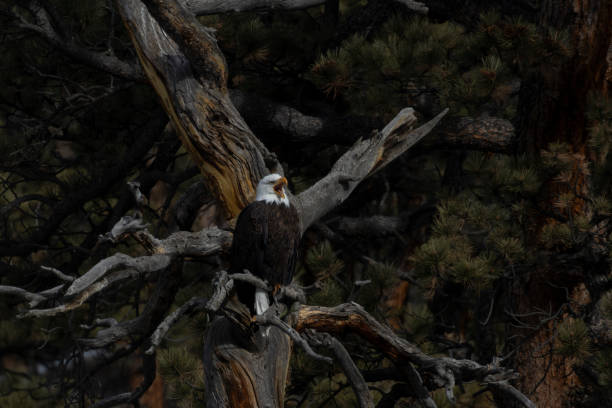istock Bald Eagles of 11 Mile Canyon 1954861040