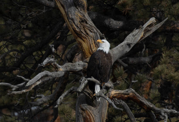 istock Bald Eagles of 11 Mile Canyon 1954861043