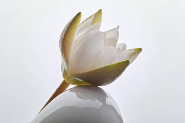 Single beautiful white lotus flower or water lily on white background. Shallow depth of field