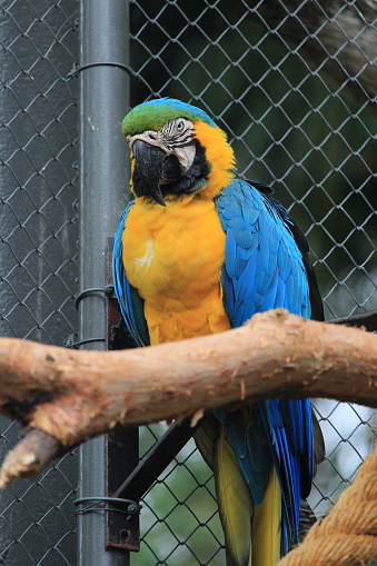 Blue and yellow macaw inside a aviary