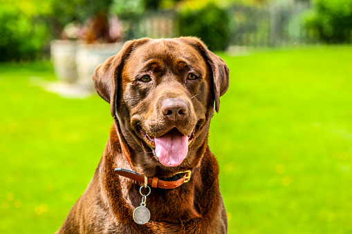 Chocolate Labrador set in a beautiful garden