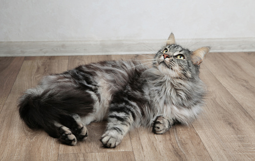 Maine Coon cat lying on light background. Top view