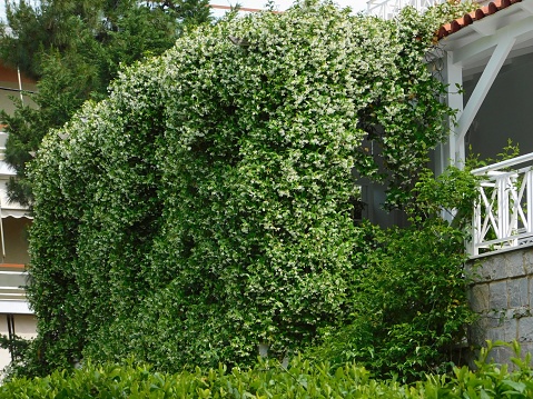 Southern or star jasmine, in full bloom, covering a wall