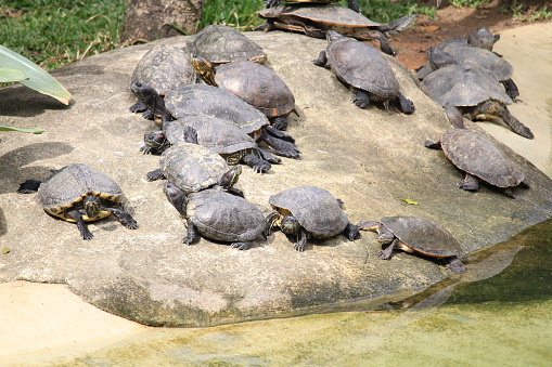 Amazon brazilian turtles and caymans on a artificial pool basking in sun