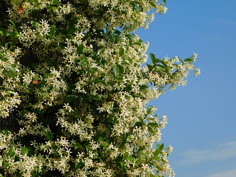 Southern or star jasmine, or Rhynchospermum jasminoides vine, in full bloom, on a wall
