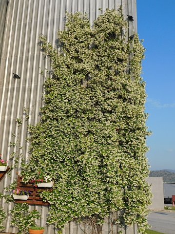 Southern or star jasmine, or Rhynchospermum jasminoides vine, in full bloom, covering a wall, and birds