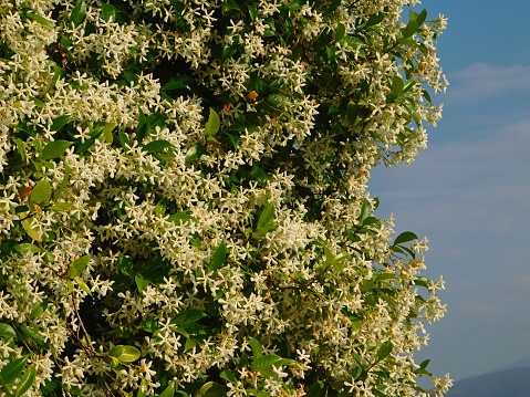Southern or star jasmine, or Rhynchospermum jasminoides vine, in full bloom, on a wall