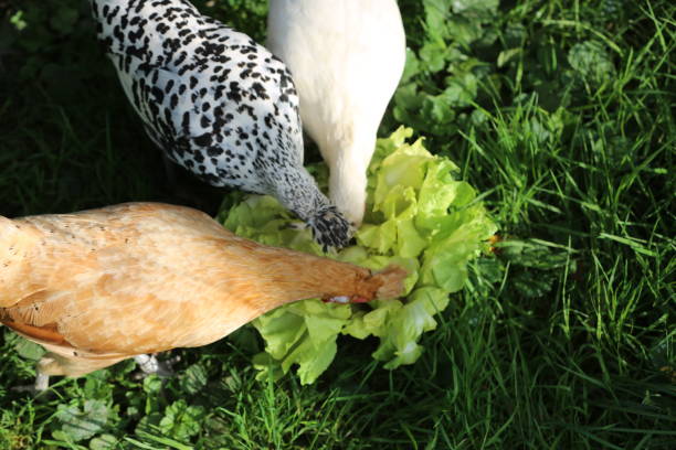 primavera. polli come animali domestici -2. - chicken friendship three animals color image foto e immagini stock