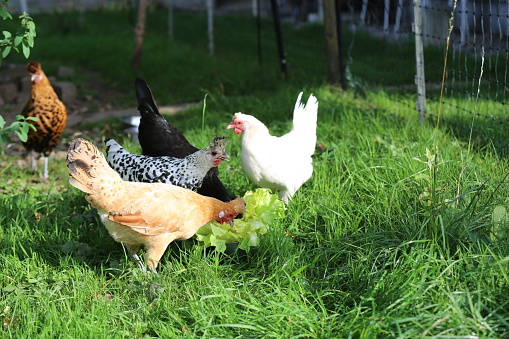 Spring Chickens 4 Spring Chickens As Pets 3 Stock Photo - Download Image Now ...