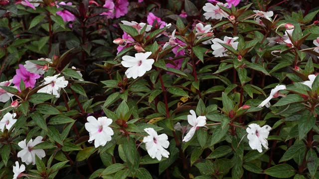 Close-up New Guinea Impatiens as background in winter.