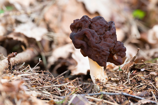 Gyromitra esculenta fungus in the forest in Baarn (the Netherlands)