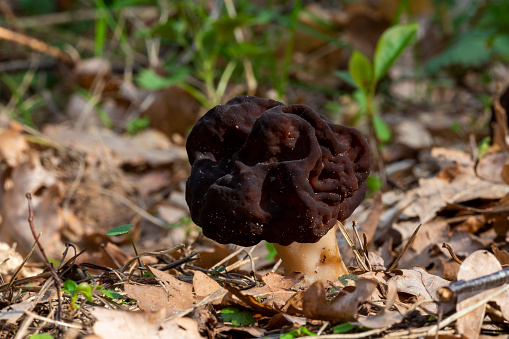 Gyromitra esculenta fungus in the forest in Baarn (the Netherlands)