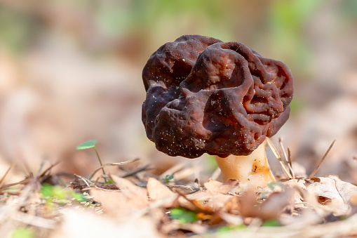 Gyromitra esculenta fungus in the forest in Baarn (the Netherlands)