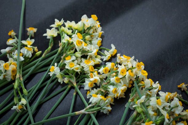 Daffodil flowers closeup detail