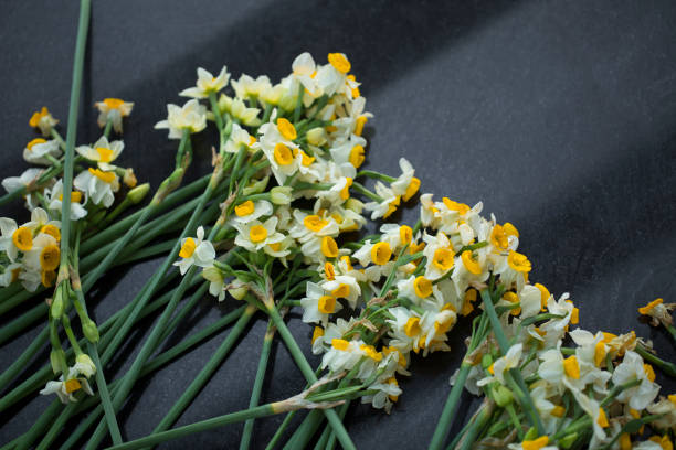 Daffodil flowers closeup detail stock photo