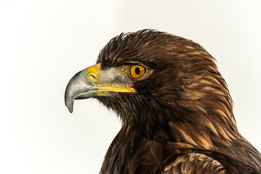 Golden Eagle (Aquila chrysaetos) portrait head shot, stock photo image