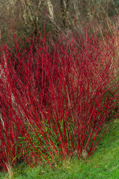 Cornus alba - dogwood Cornus alba shrub with crimson red stems in winter and red leaves in autumn commonly known as  dogwood, stock photo image cornus alba sibirica stock pictures, royalty-free photos & images