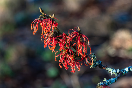 Hamamelis x Intermedia 'Jelena' (witch hazel) a winter spring flowering tree shrub plant which has a highly fragrant springtime red flower and leafless when in bloom stock photo image